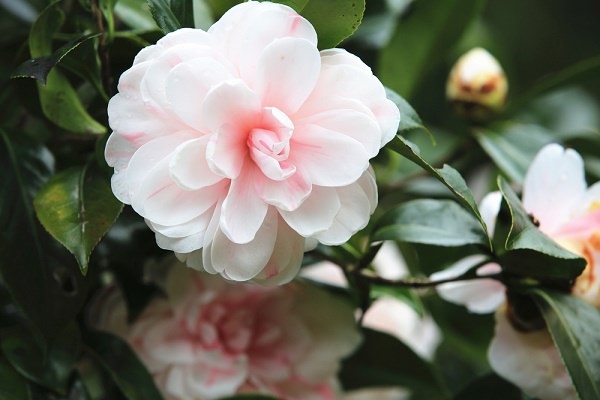 “Valenza fiori”: la città orafa si trasforma in giardino fiorito