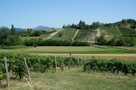 Cia: in provincia venduti più di 700 ettari di “potenziali” vigneti