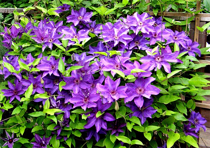In Provincia sbocciano i colori della Primavera: tutti gli appuntamenti dal profumo floreale