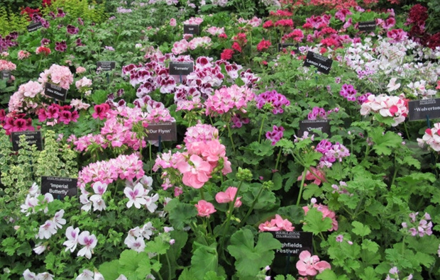 Tra i giardini di Alessandria riecheggiano i profumi di FloreAle
