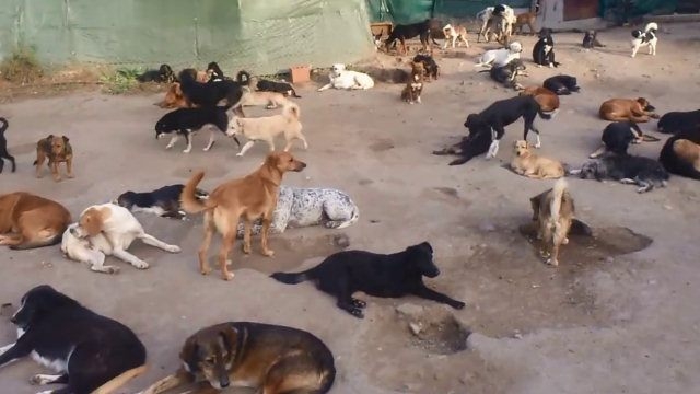 Viveva con 101 cani in casa. Scatta il sequestro degli animali