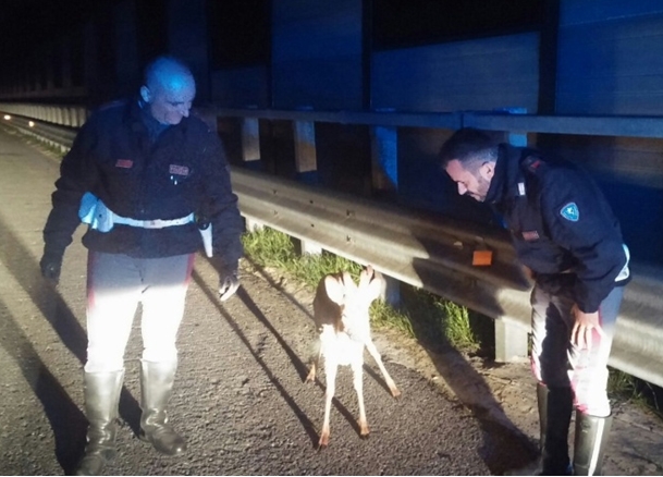 Cerbiatto ferito in autostrada: salvato dalla Polizia Stradale