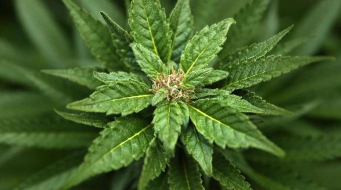 Coltivava marijuana in casa. Scoperto grazie a un controllo dei Carabinieri di Acqui