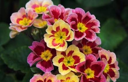 Tanta gente per la nuova edizione di “Valenza in fiore”