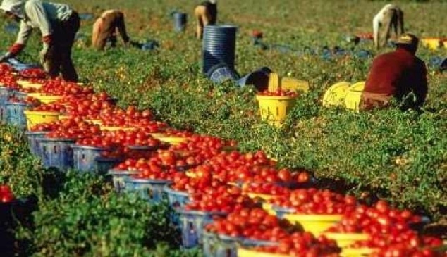 Caporalato nel tortonese: dall’alba al tramonto nei campi a 5 euro all’ora