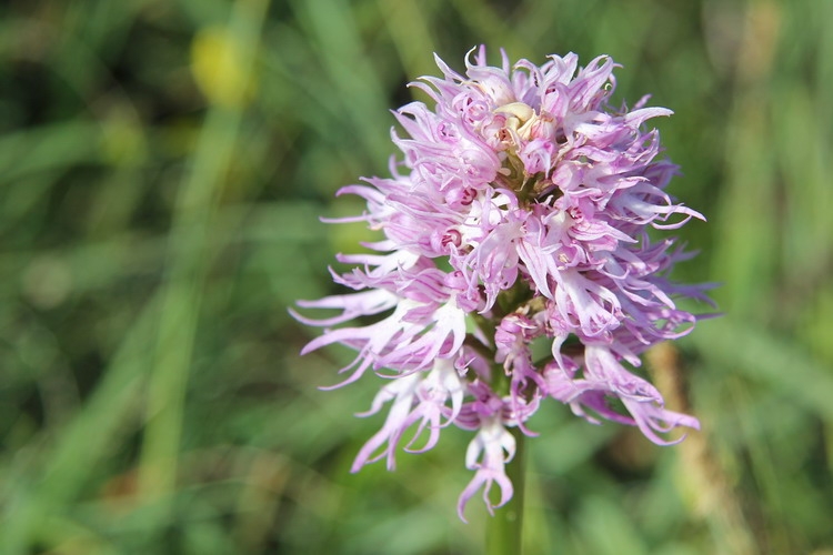 A Pecetto la domenica ha un fascino floreale, arriva il Festival delle Orchidee selvatiche