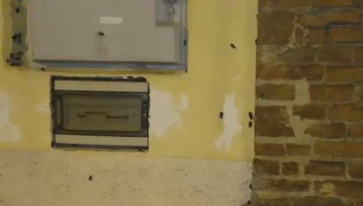 Condominio infestato da blatte: pronta un’interpellanza del consigliere Locci