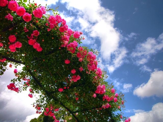Coniolo fiori: non solo piante, fiori, rose e arredi da giardino