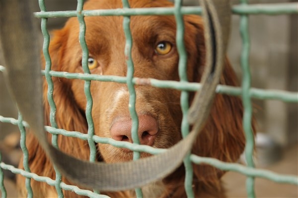 Sequestro dei 101 cani: ancora 59 cercano una casa