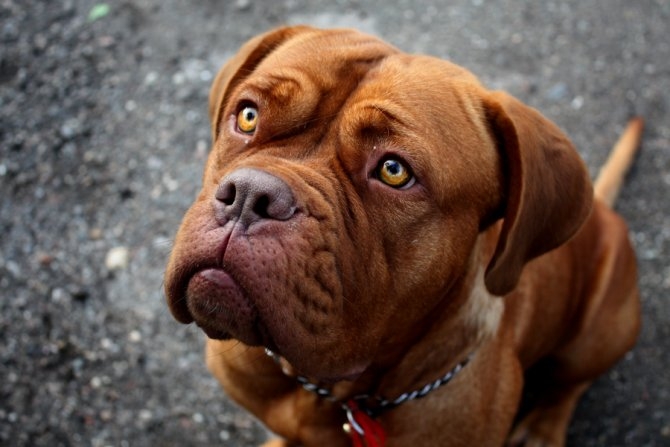 A Casale torna l’esposizione canina internazionale