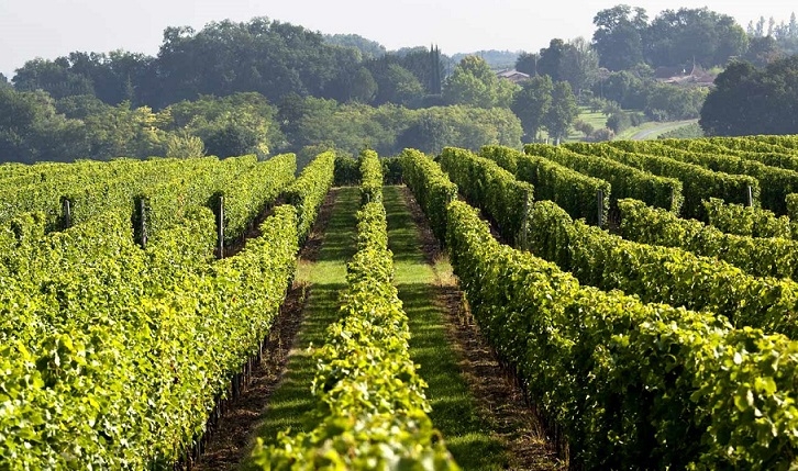 “Cantine Aperte”: da Vinchio-Vaglio alla Cantina Tre Secoli fino a Cuvage, due giorni di passione per il vino
