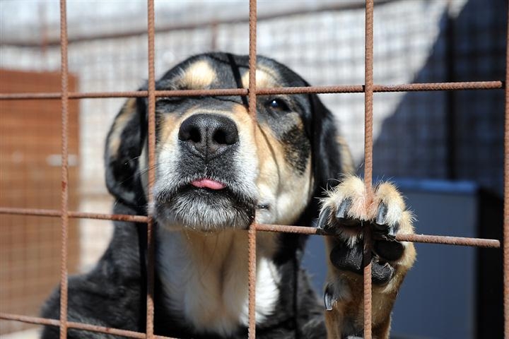 Bonus per chi adotta cani o gatti. La proposta di Riboldi e Capra