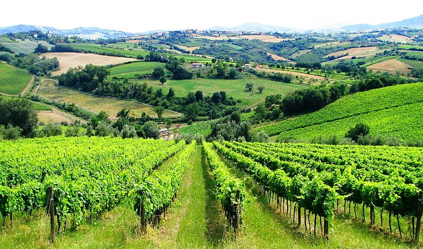 Con “Quatar pass per Timurass” i Colli Tortonesi celebrano il connubio tra Timorasso e piatti tipici