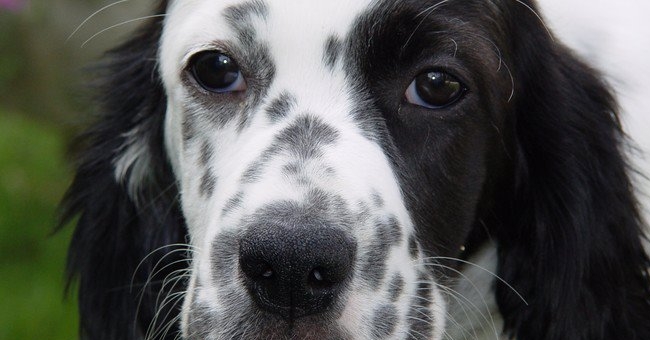 Carabinieri salvano un cane lasciato chiuso in auto dal padrone