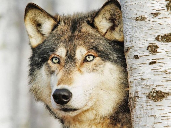 Evento ad Acqui: il lupo, il ritorno da predatore a realtà