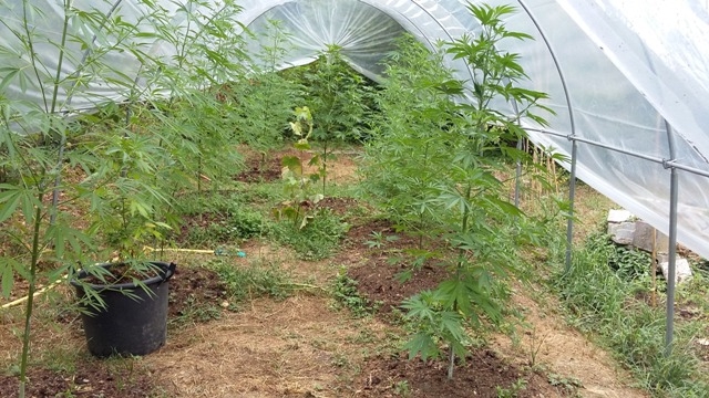 In una serra nascosta tra gli alberi più di 200 piante di marijuana: in manette un 40enne di Melazzo