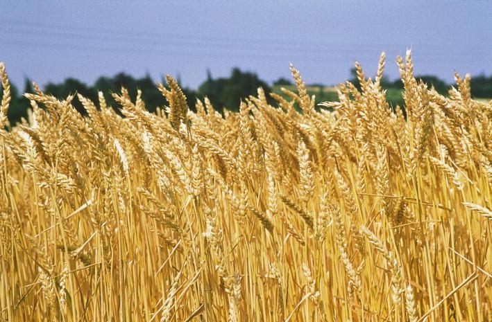 “Blitz”degli agricoltori Coldiretti a Roma. “Scoppia la #guerradelgrano”