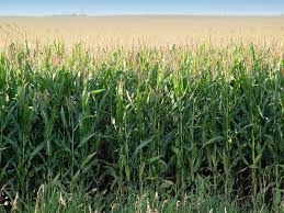 La denuncia di Coldiretti: “dal grano al latte, nei campi è deflazione”