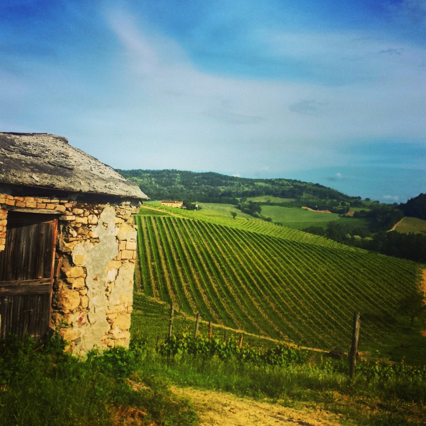 A Collisioni anche i vini biologici della tenuta San Pietro di Tassarolo
