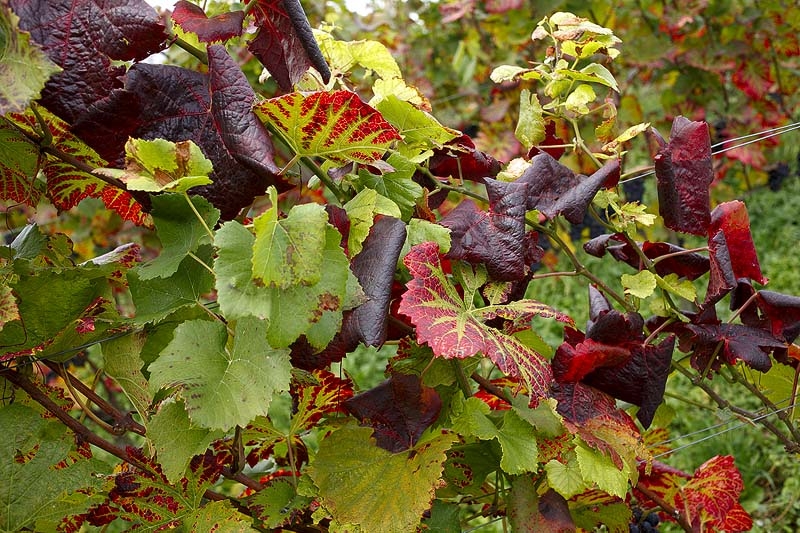 A Lu un incontro sulle “misure di lotta obbligatorie” contro la Flavescenza Dorata