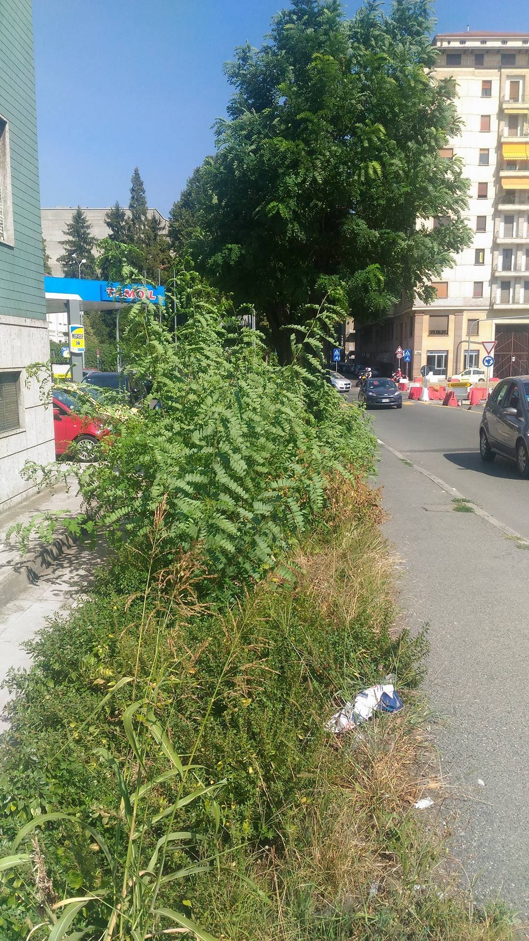 Le erbacce dominano viale Brigata Ravenna