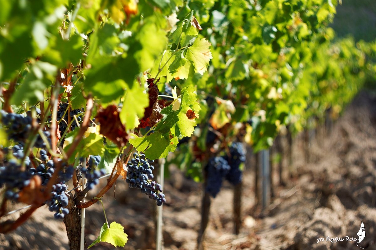 Tutto pronto per la vendemmia 2016: si prospetta una stagione soddisfacente