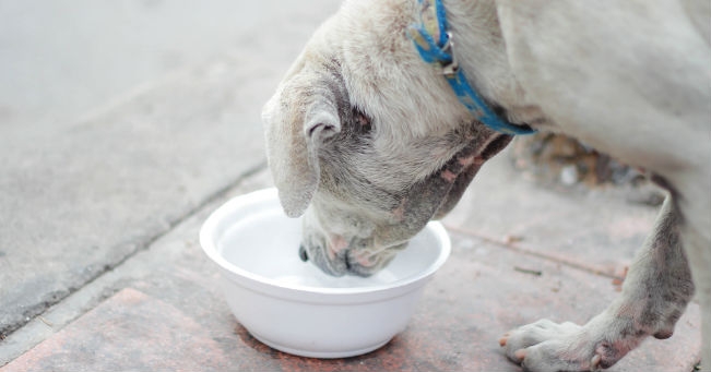 Lascia il cane per oltre un giorno chiuso in casa senza cibo nè acqua: denunciata
