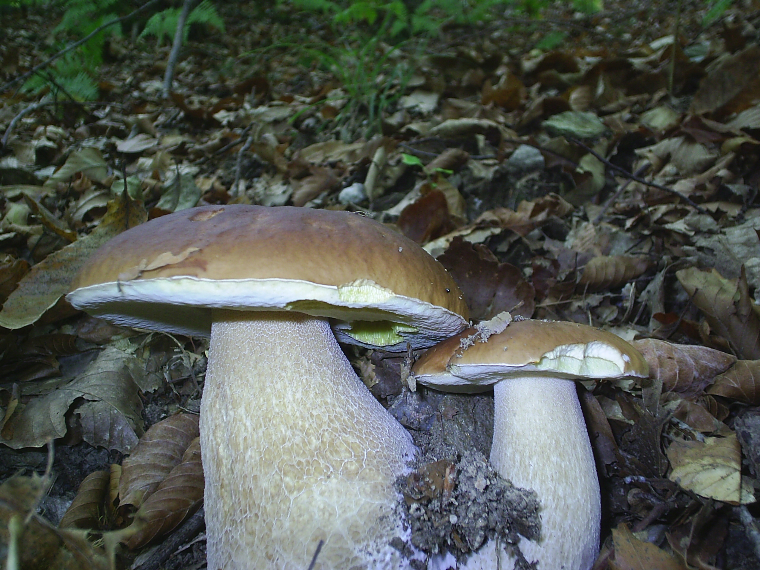 Tempo di funghi: “nel dubbio chiedi all’Asl”. Esperti gratuitamente a disposizione per verificarne la commestibilità