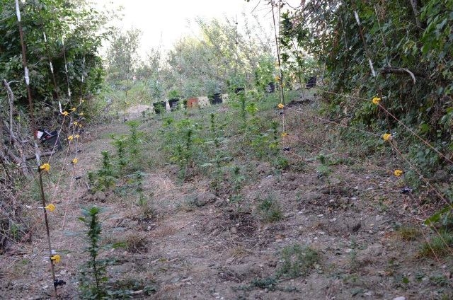 Scoperta a Carrega Ligure una coltivazione “professionale” di piante di cannabis, alte fino a un metro e mezzo