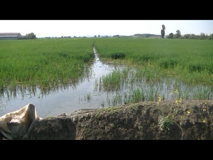 Nutrie: la Confederazione Italiana Agricoltori auspica un intervento della Provincia per arginare i danni
