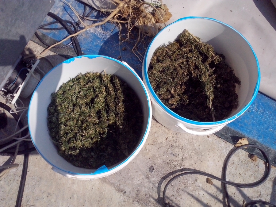 Nel giardino di casa piante di cannabis e 700 grammi di marijuana