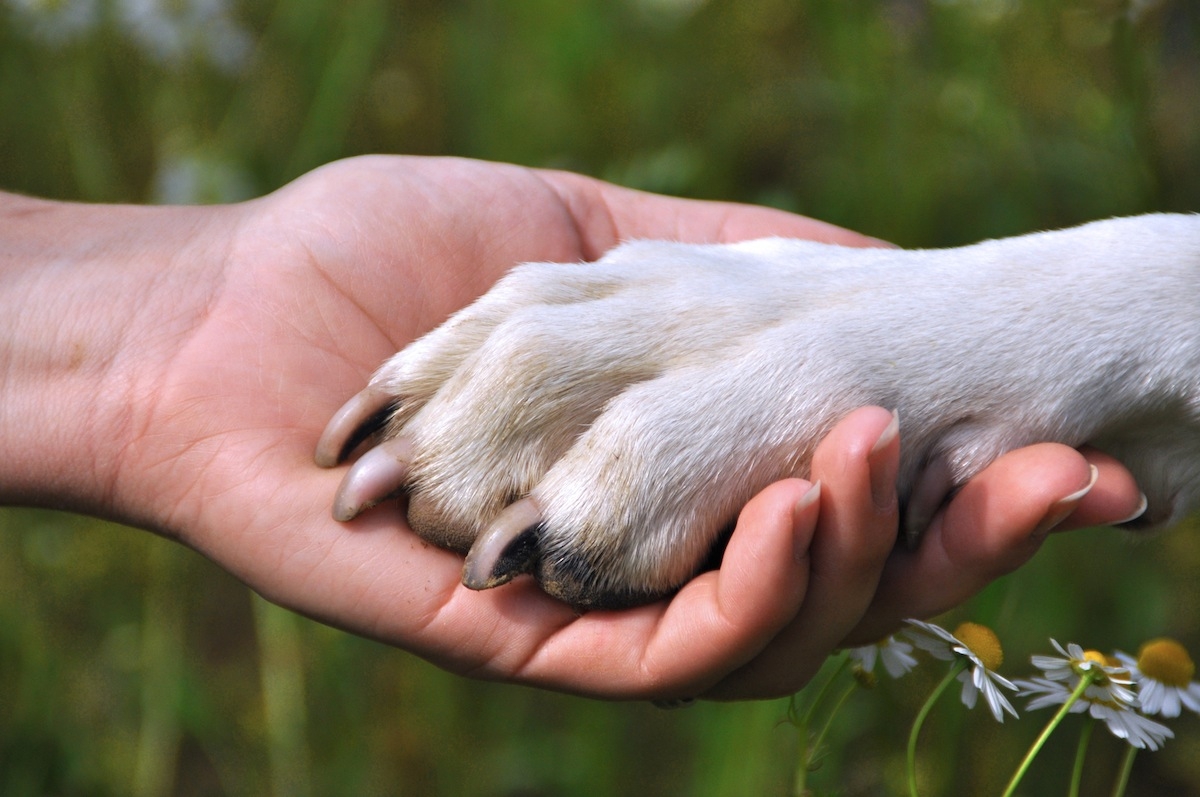 Conoscere meglio il proprio amico a quattro zampe: un patentino per i proprietari di cani