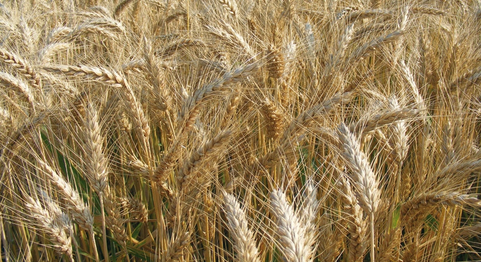 Coldiretti: alla Camera di Commercio la situazione della filiera del frumento tenero