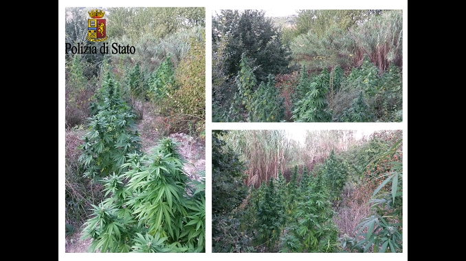 100 piante di marijuana nascoste in un bosco. Arrestato un 32enne [VIDEO]