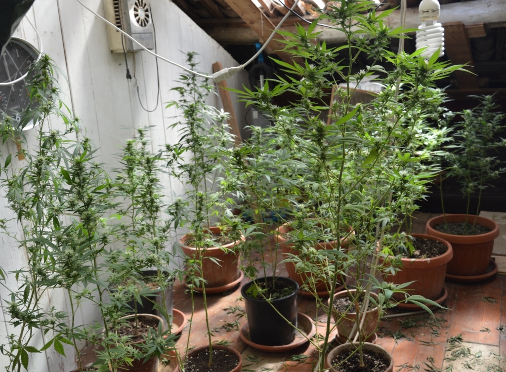 Coltivava marijuana in casa. Carabinieri sequestrano 140 piante e arrestano uomo di Alice Bel Colle