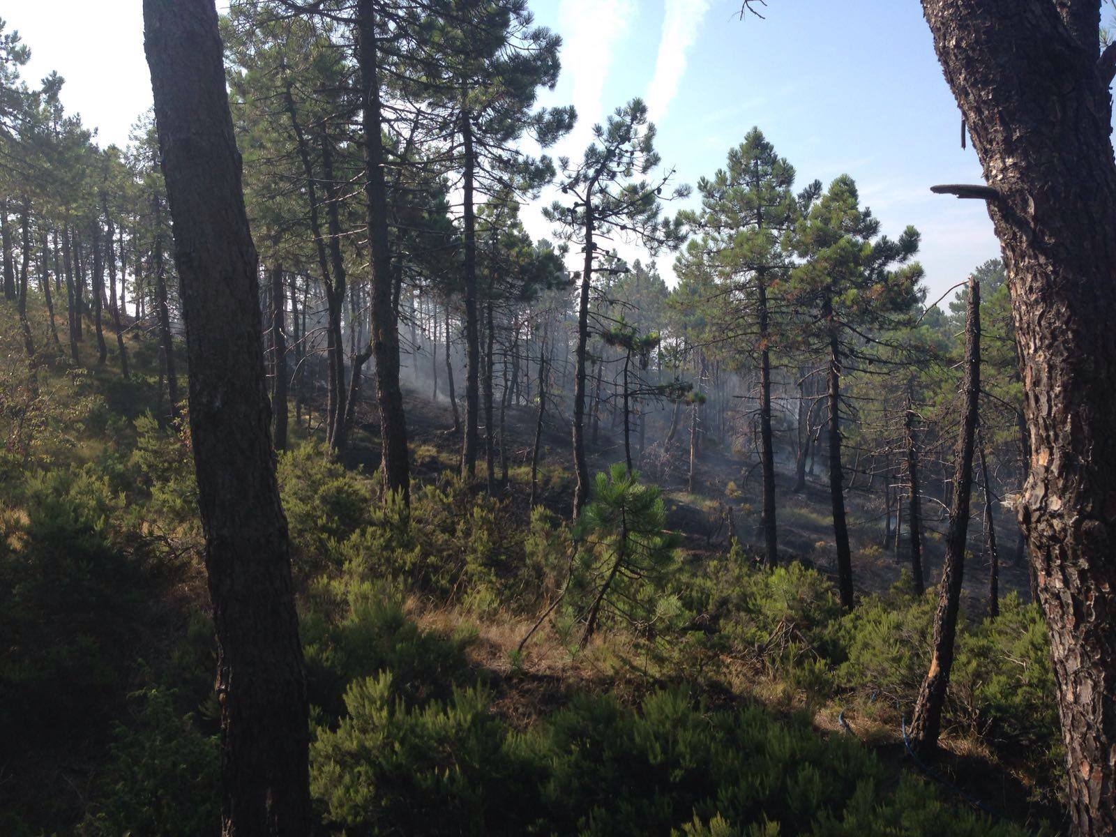 Vigili del Fuoco Forestale e Volontari della Protezione Civile al lavoro per l’incendio di una pineta