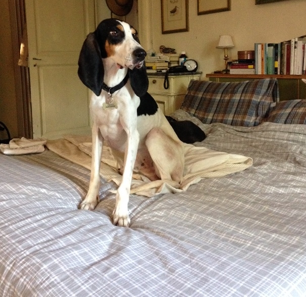 Ritrovato il cane di Elisabetta