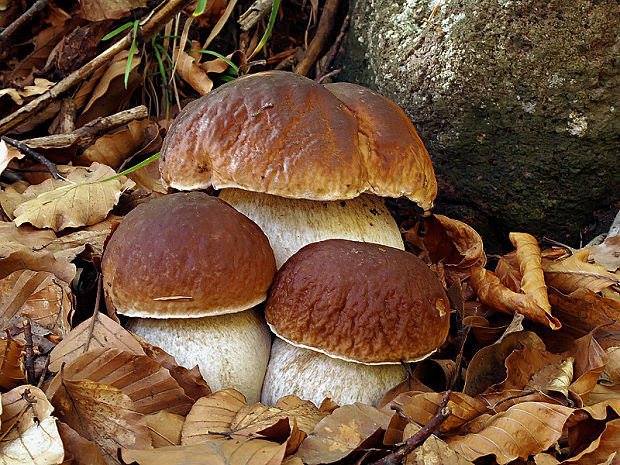 Funghi: disponibile il servizio di controllo Asl. I consigli per non rischiare