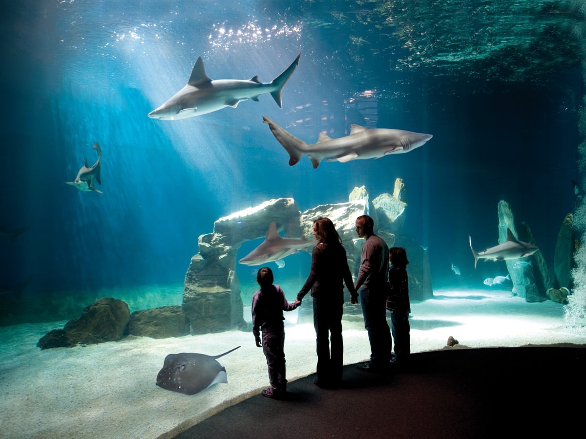 All’Acquario di Genova Halloween si festeggia tra le creature degli abissi