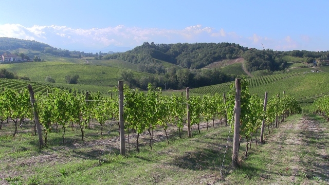 Vendemmia 2016: in viaggio tra le aziende del gaviese e ovadese [VIDEO]