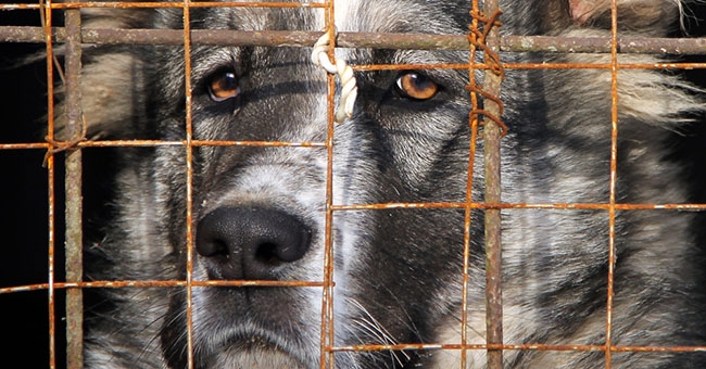 Tratti in salvo 45 cani da una cascina di Piovera