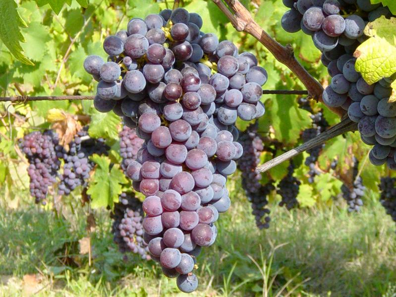 A Casale occhi puntati sul Grignolino