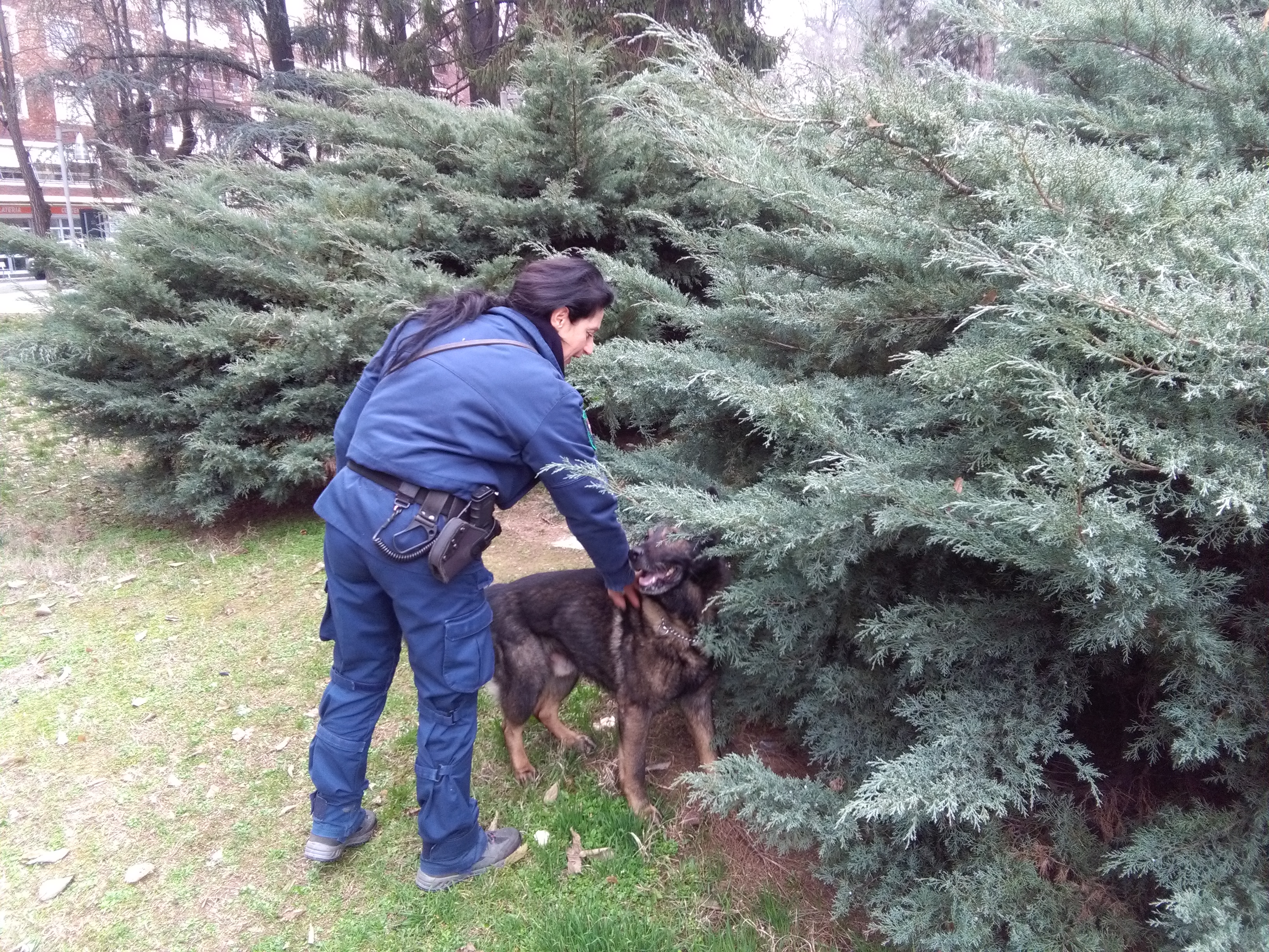 Il cane Fox trova quasi un etto di hashish nascosto in un cespuglio dei giardini della stazione