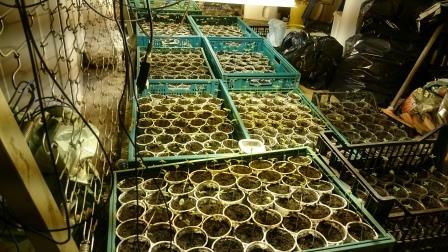 Sequestrate centinaia di piante di marijuana a Cerrina