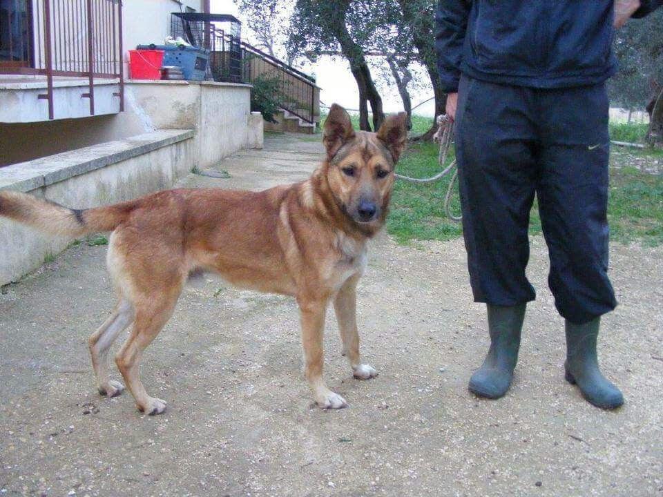 Aiutateci a ritrovare il cane Tom