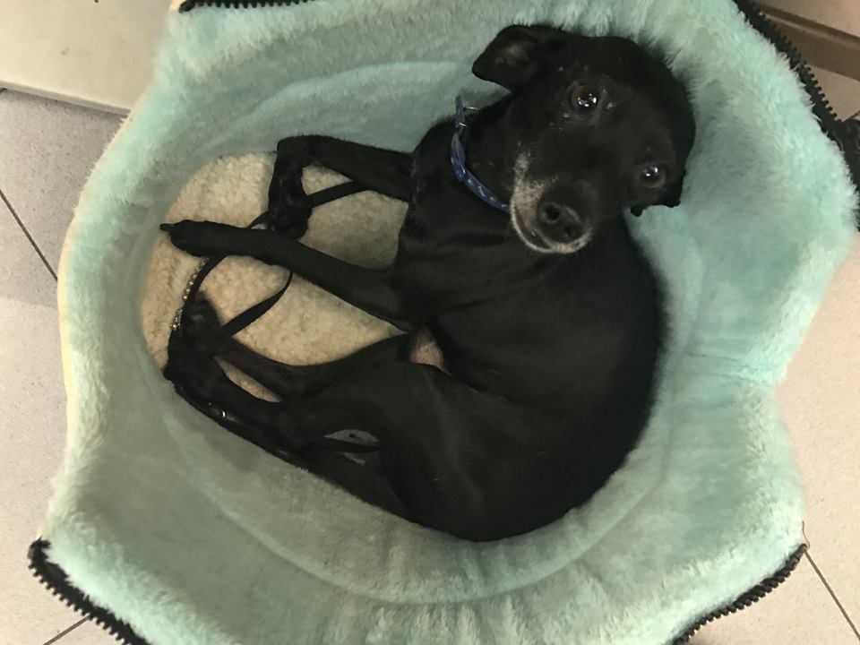 Il dolore del dj Venneri: il suo cane morto per aver ingerito veleno
