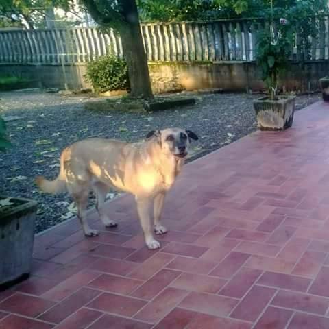 Aiutate Claudio e Annalisa a ritrovare il cane Onda