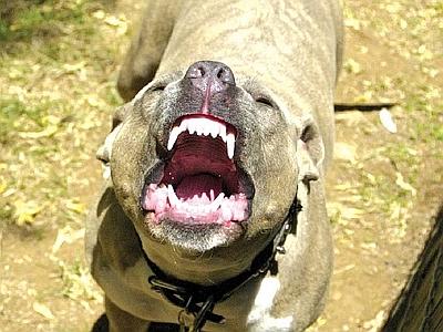 Aggredita dal suo pitbull: gravi ferite a una mano