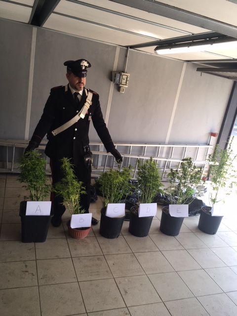 Coltivava marijuana in casa rubando l’elettricità dalla rete pubblica