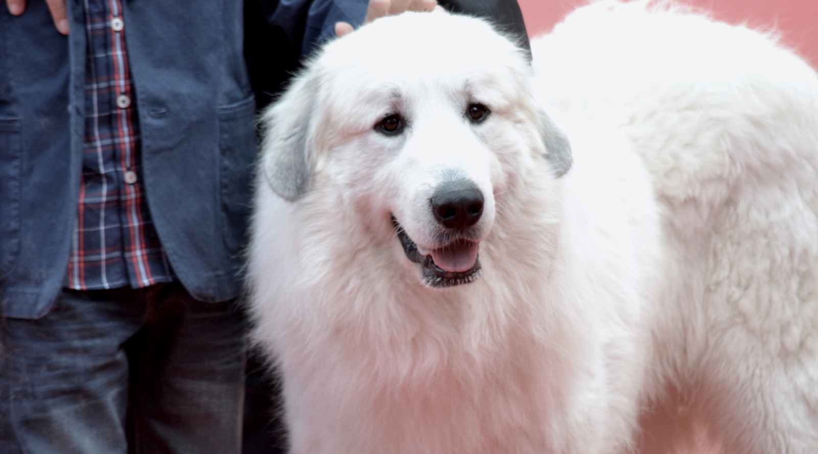 Anche il cane di Belle e Sebastien al Monferrato Dog Show